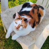 Foto del gato perdido en Manneville La Pipard