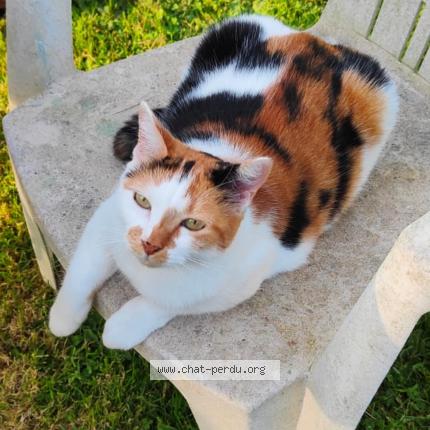 Foto 1/1 Chatus Chat perdido en Manneville la pipard