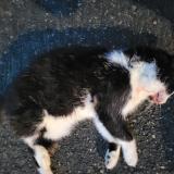 Foto de gato encontrado en Amiens France