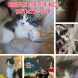 Foto del gato perdido en Searcy