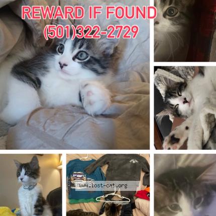 Foto 1/1 Caillou Chat perdido en Searcy