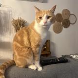 Foto del gato perdido en Saubrigues