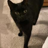 Foto del gato perdido en Saint Jacques De Thouars