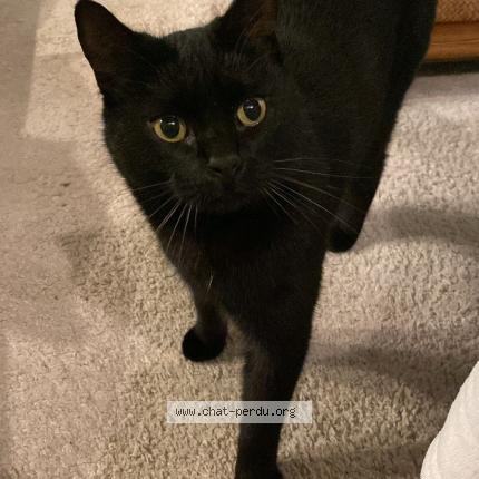 Foto 1/1 Edgar Chat perdido en Saint jacques de thouars