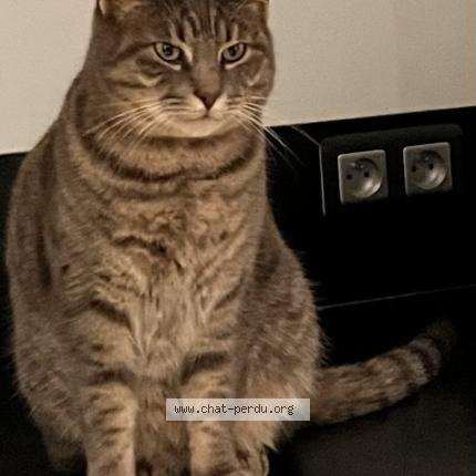 Foto 1/1 Rocky Chat perdido en Saint medard en jalles