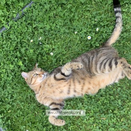 Foto 1/1 Attila Chat perdido en Morangis