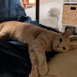 Foto del gato perdido en Sete