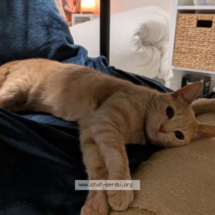 Foto 1/1 Ryu Chat perdido en Sete