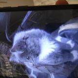 Foto del gato perdido en Beaverton