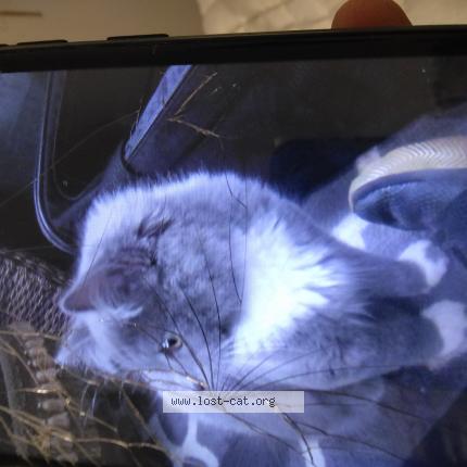 Foto 1/1 Tom Chat perdido en Beaverton