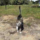 Foto del gato perdido en Morvillars