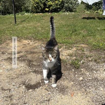 Foto 1/1 Stockholm Chat perdido en Morvillars