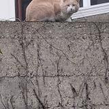 Foto de gato encontrado en Arcueil