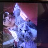 Foto del gato perdido en Beaverton