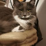 Foto del gato perdido en Bergerac