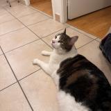 Foto del gato perdido en Chambery