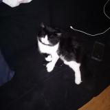 Foto del gato perdido en Saint Eustache