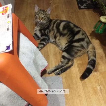 Foto 1/1 Bicho Chat perdido en Herblay sur seine