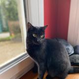 Foto del gato perdido en Saint Marie Laumont