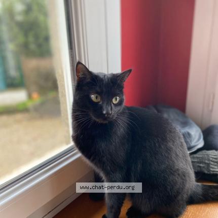 Foto 1/1 Plume Chat perdido en Saint marie laumont