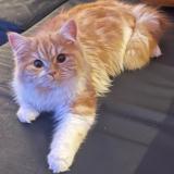 Foto del gato perdido en Rheinbach