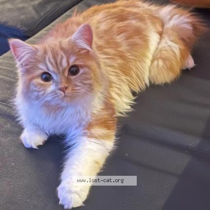 Foto 1/1 Rosa Chat perdido en Rheinbach