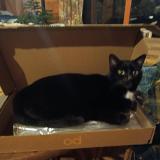 Foto del gato perdido en St Pierre Des Ormes