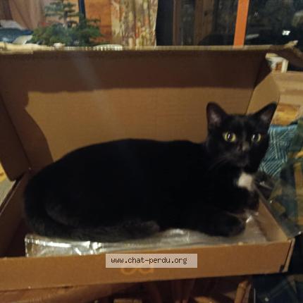 Foto 1/1 Sokette Chat perdido en St pierre des ormes