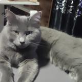 Foto del gato perdido en Vaujours