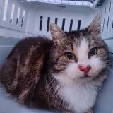 Foto de gato encontrado en Ville