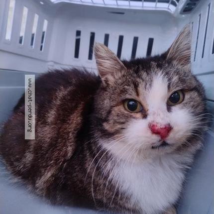 Foto 1/2 Gato encontrado Encontrado en Ville