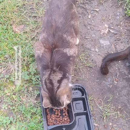 Foto 2/2 Gato encontrado Encontrado en Ville