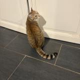 Foto del gato perdido en Crevant Laveine