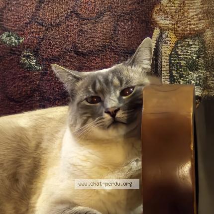 Foto 1/1 Sweety Chat perdido en Roncq