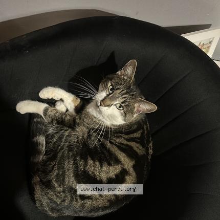 Foto 1/1 Tigrou Chat perdido en Mouroux