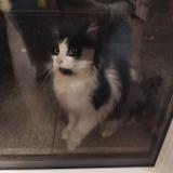 Foto de gato encontrado en Rennes