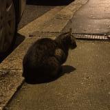 Foto de gato encontrado en Bordeaux