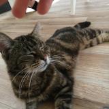 Foto del gato perdido en Miniac Morvan