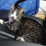 Foto del gato perdido en Yssingeaux