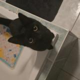 Foto del gato perdido en Saulcy Sur Meurthe