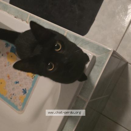 Foto 1/1 Yamato Chat perdido en Saulcy sur meurthe