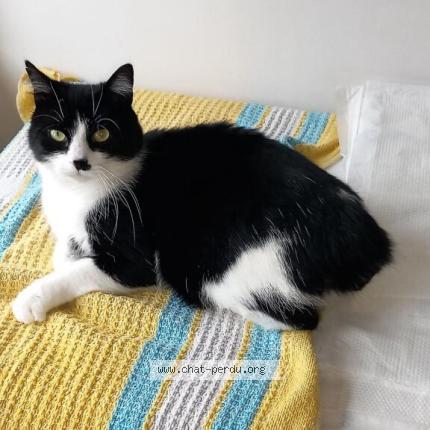 Foto 1/1 Gato encontrado Perdido en Saint colomban