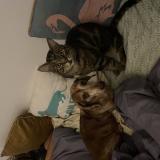 Foto del gato perdido en Sunnyside