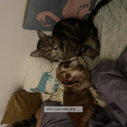 Foto 1/1 Max Yiyo Chat perdido en Sunnyside