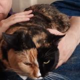 Foto del gato perdido en Saint Paul