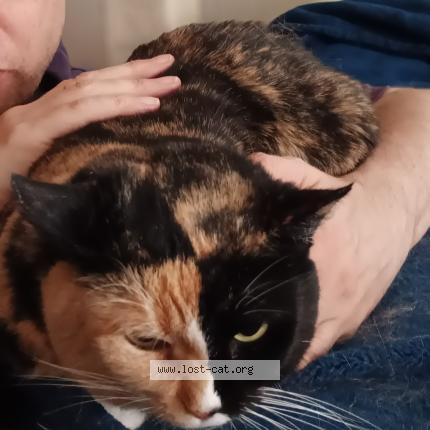 Foto 1/1 Picasso Chat perdido en Saint paul