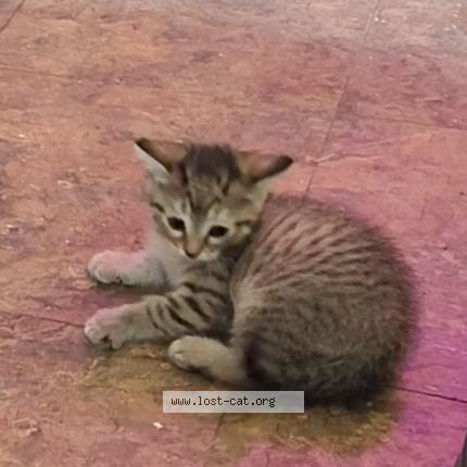 Foto 1/1 Sassy Chat perdido en Veguita