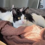 Foto del gato perdido en Alba La Romaine