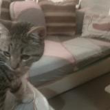 Foto de gato encontrado en Prades Le Lez