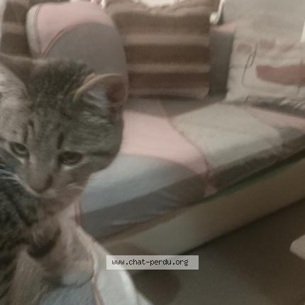 Foto 1/1 Gato encontrado Encontrado en Prades le lez